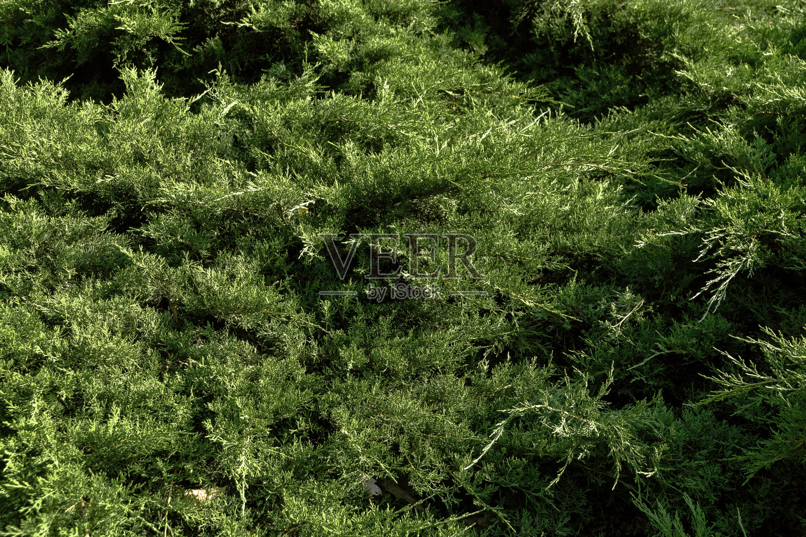 一个自然背景的胡贾绿色植物。照片摄影图片