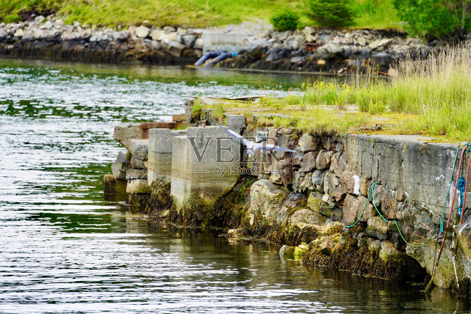 灰色的苍鹭在石头码头附近飞翔，背景是郁郁葱葱的绿色植物。Kristiansund、挪威照片摄影图片