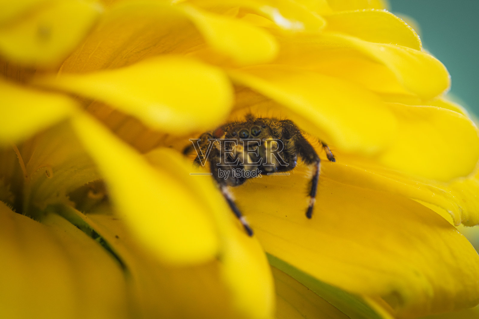 隐藏的蜘蛛照片摄影图片