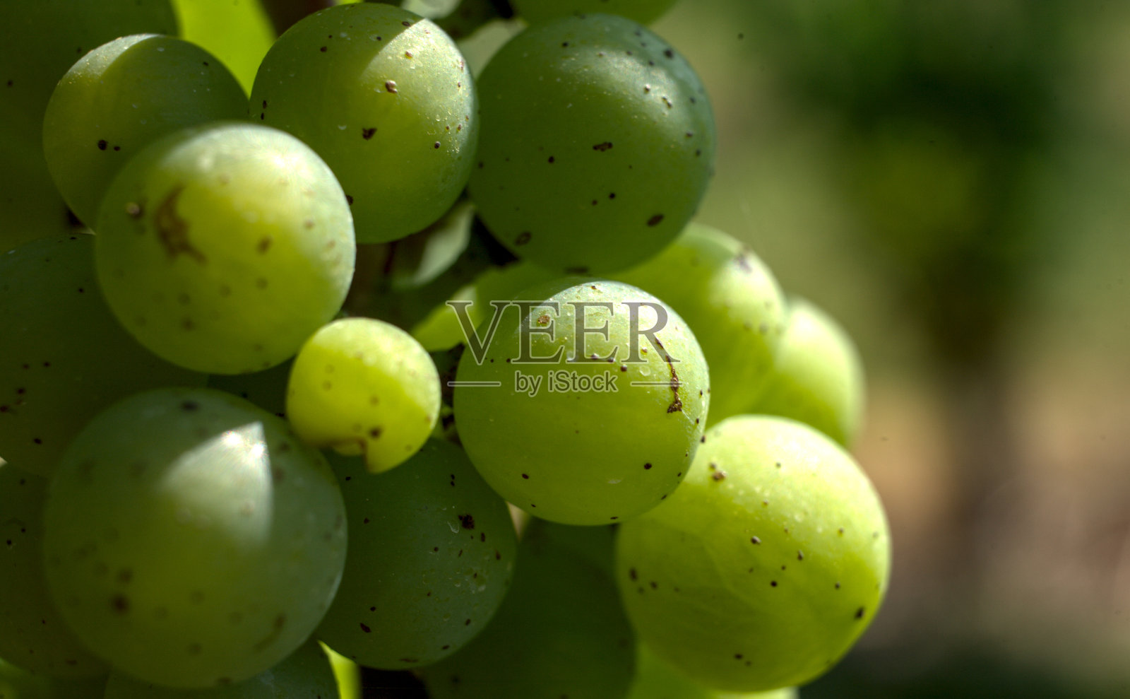 葡萄藤上的白霞多丽葡萄照片摄影图片