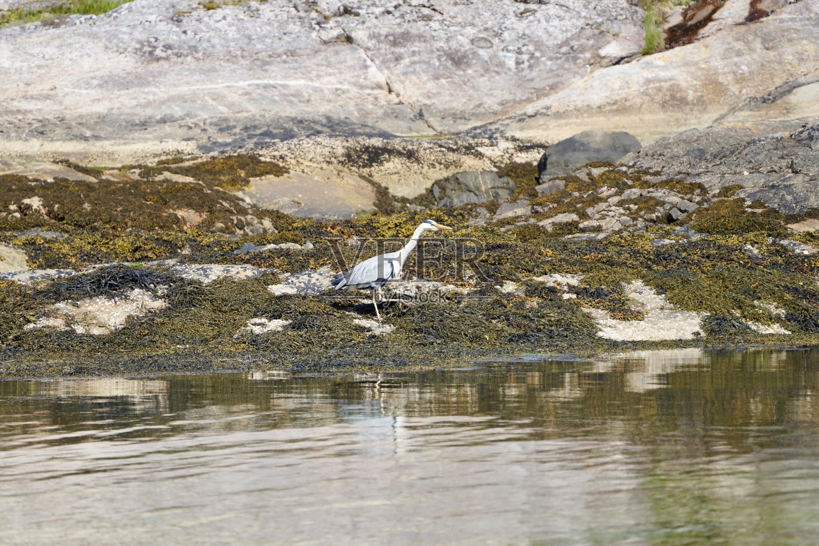灰色的苍鹭站在岩石岸边，背景是绿草和巨石。照片摄影图片