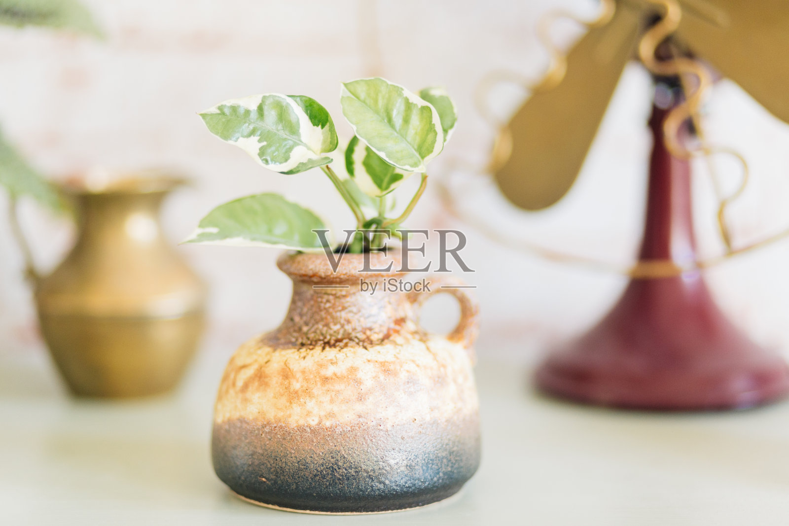 古董花瓶上的Pothos切割照片摄影图片