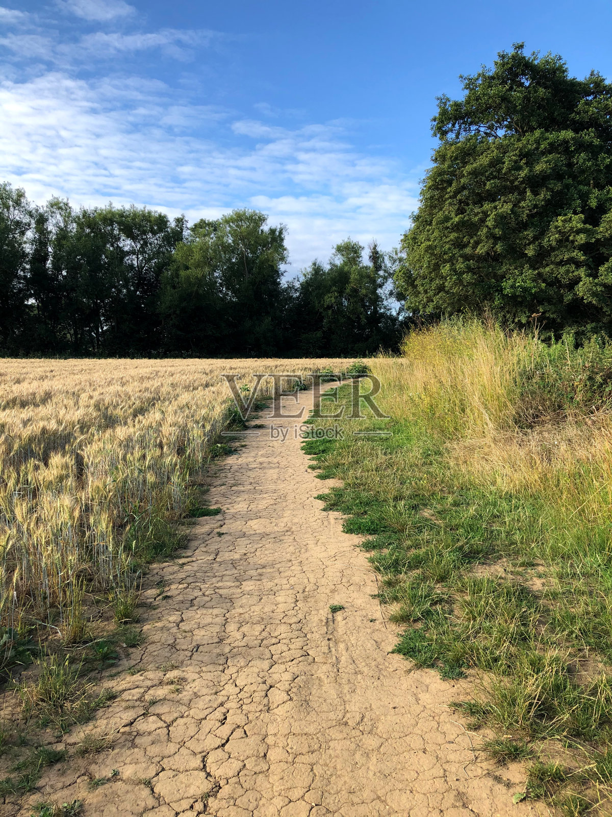 在英格兰肯特郡，一条沿着麦田的小径蜿蜒而行，在灿烂的蓝天下看不见了。照片摄影图片