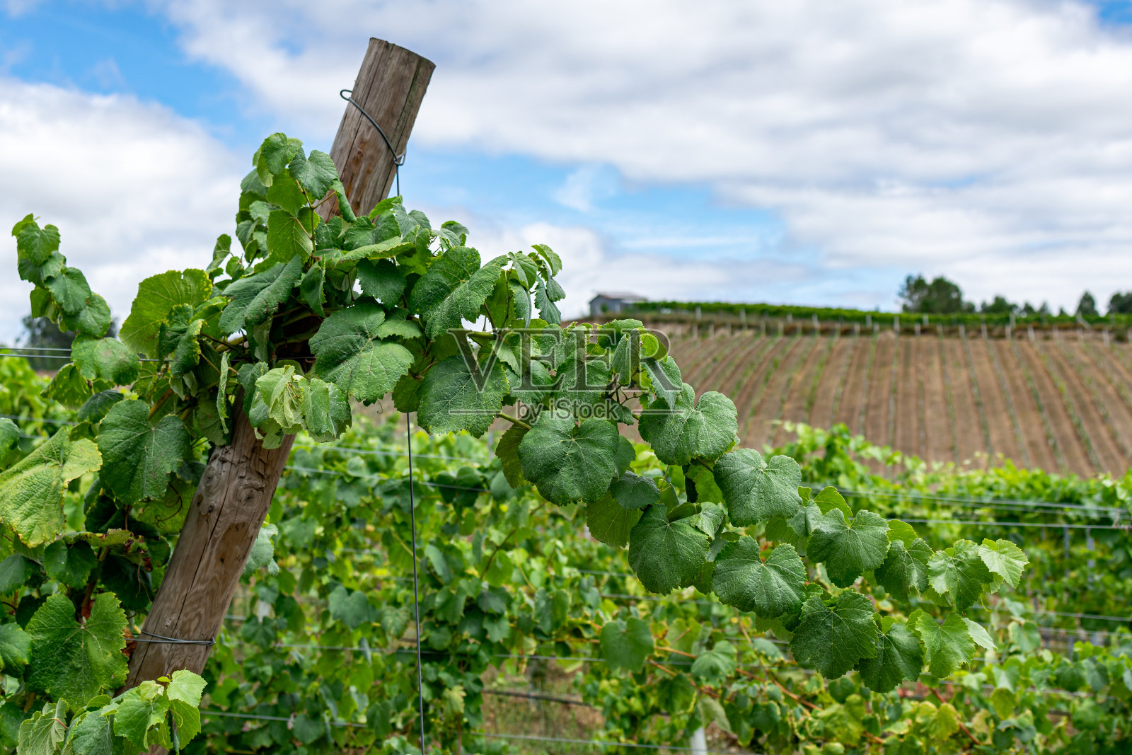 用木杆支撑葡萄藤的葡萄园。藤蔓是绿色的，天空是蓝色的，有白云照片摄影图片