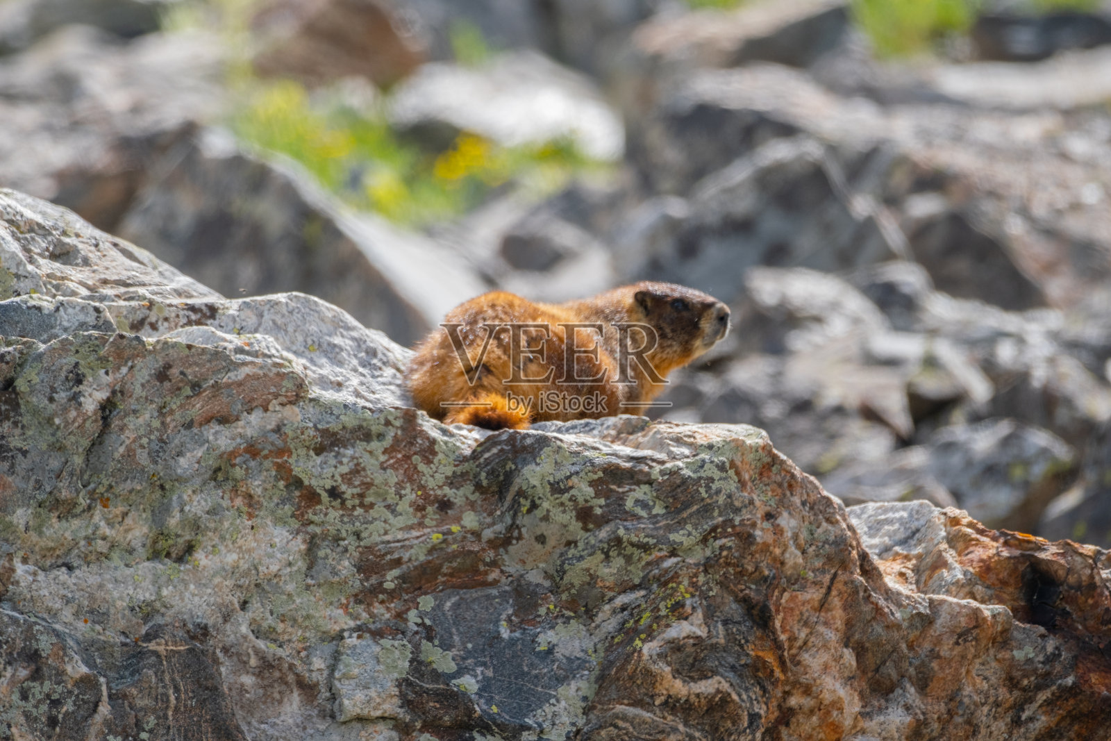 土拨鼠在阳光下的岩石上照片摄影图片