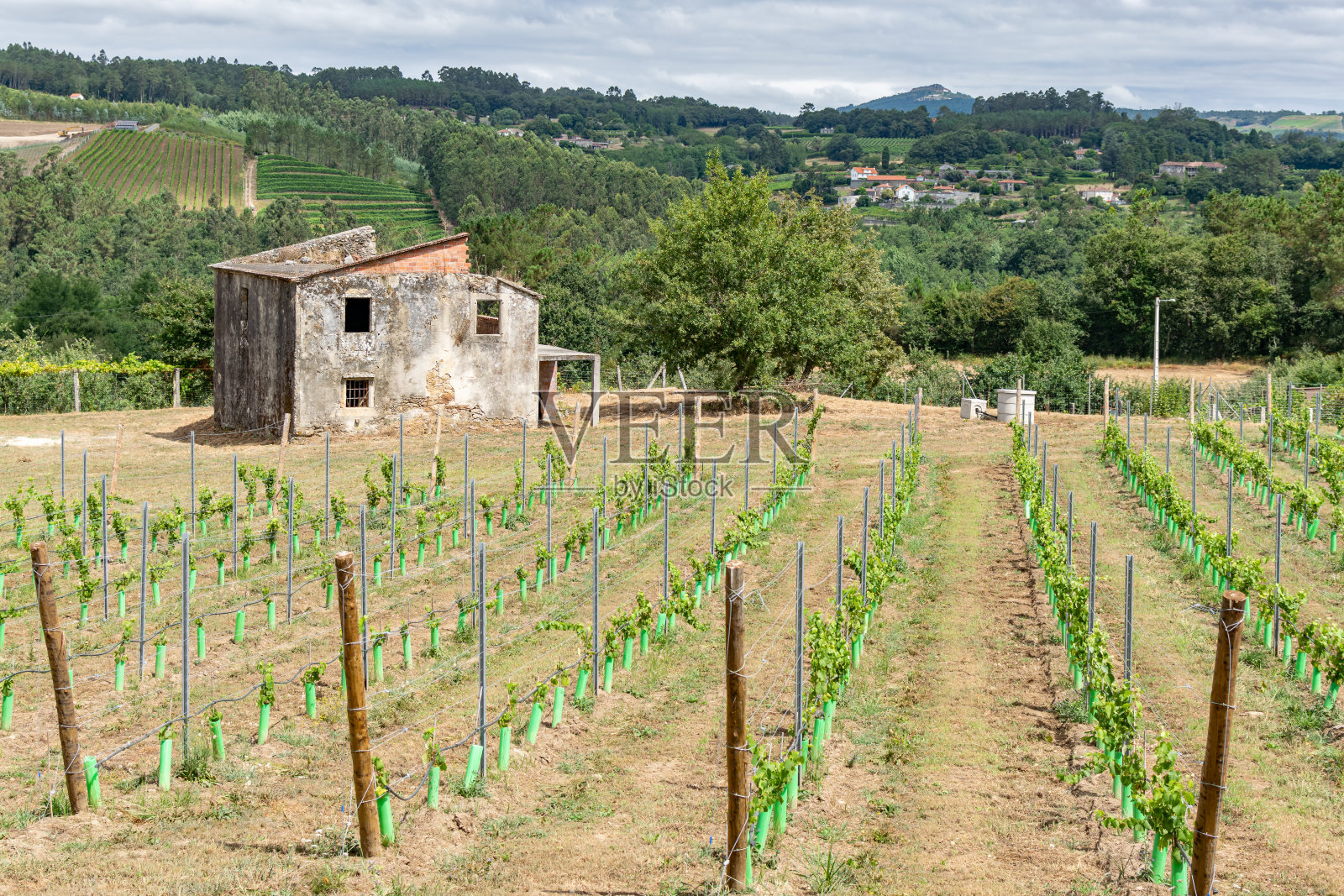 山间葡萄园区的景观和附近另一个葡萄园种植园的废墟房屋照片摄影图片