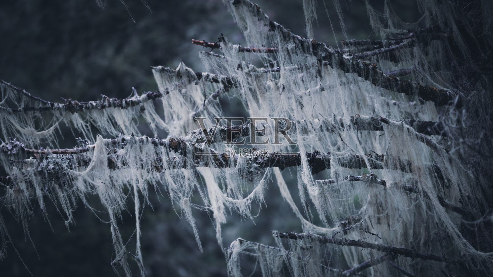 有蹼的树照片摄影图片