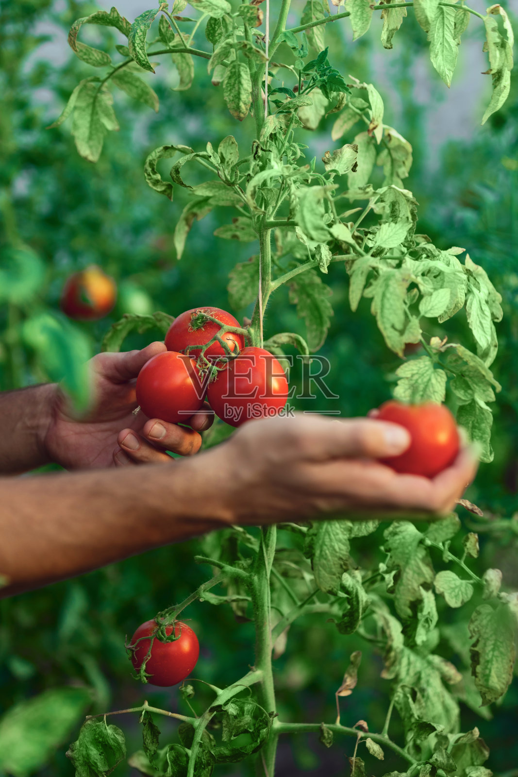 在一个小温室番茄园工作的农民。照片摄影图片