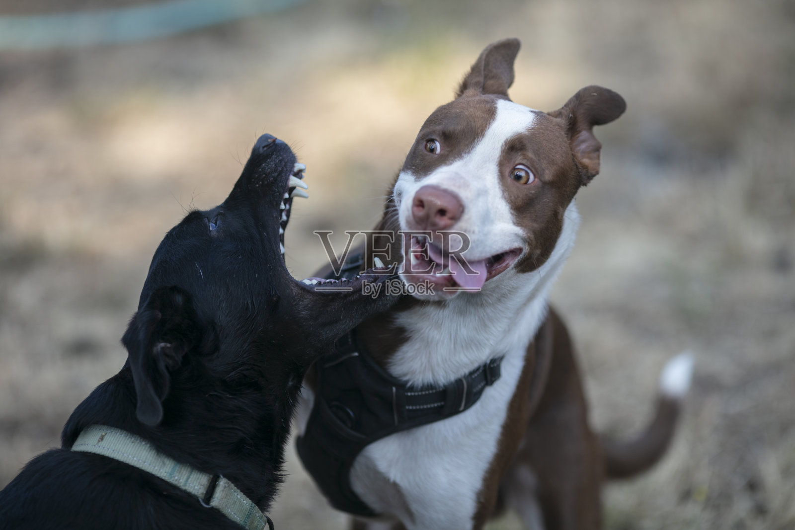 两只狗在一起玩照片摄影图片