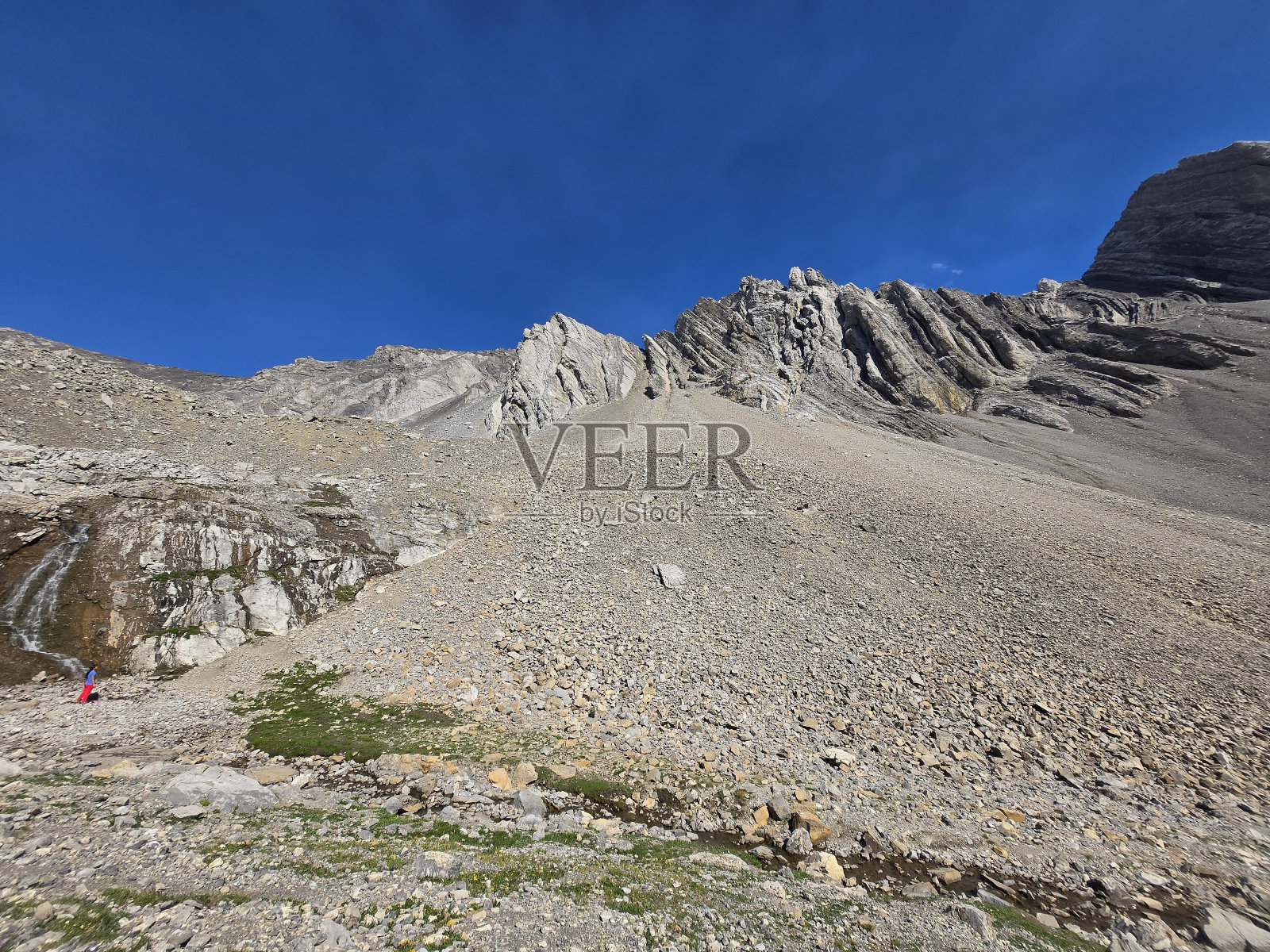 松鸡Cirq照片摄影图片
