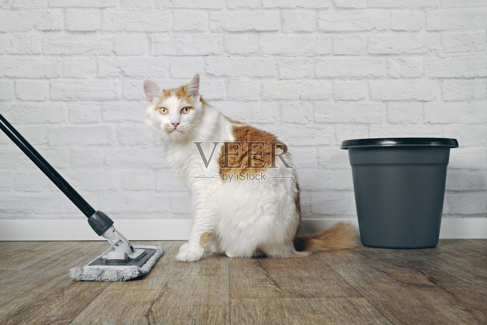 有趣的长毛猫对用来擦地板的拖把很恼火。照片摄影图片