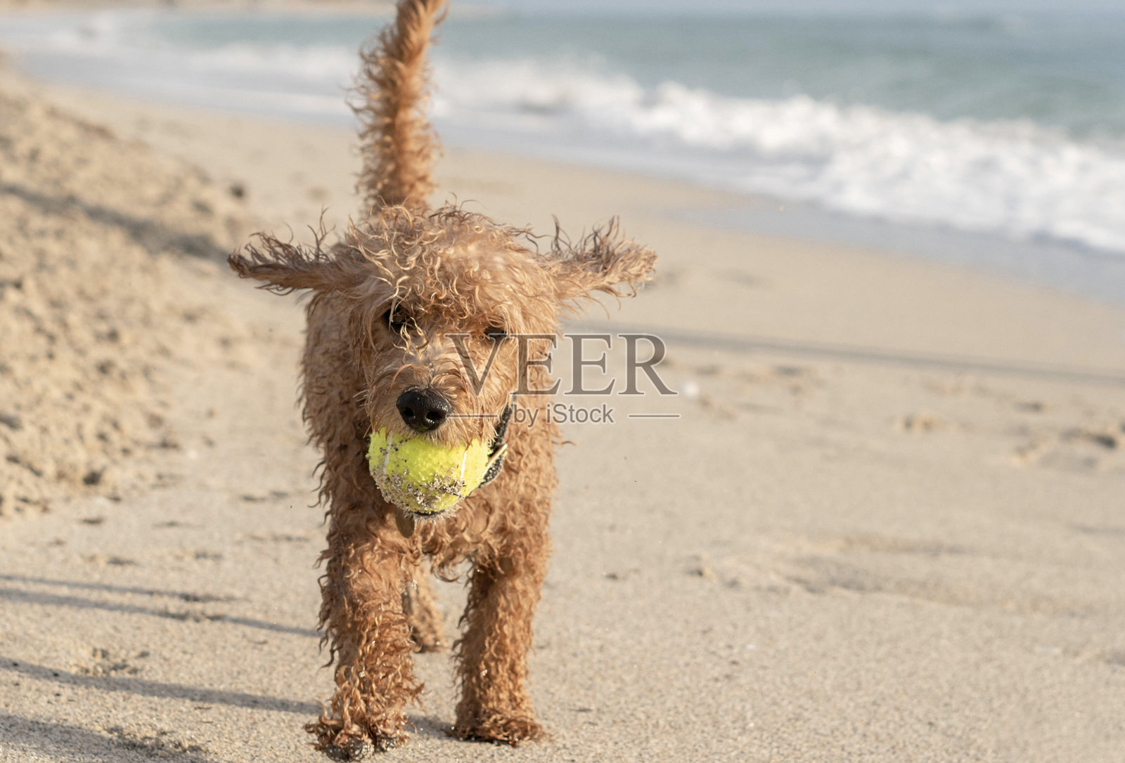 小狗在玩网球——库存照片照片摄影图片