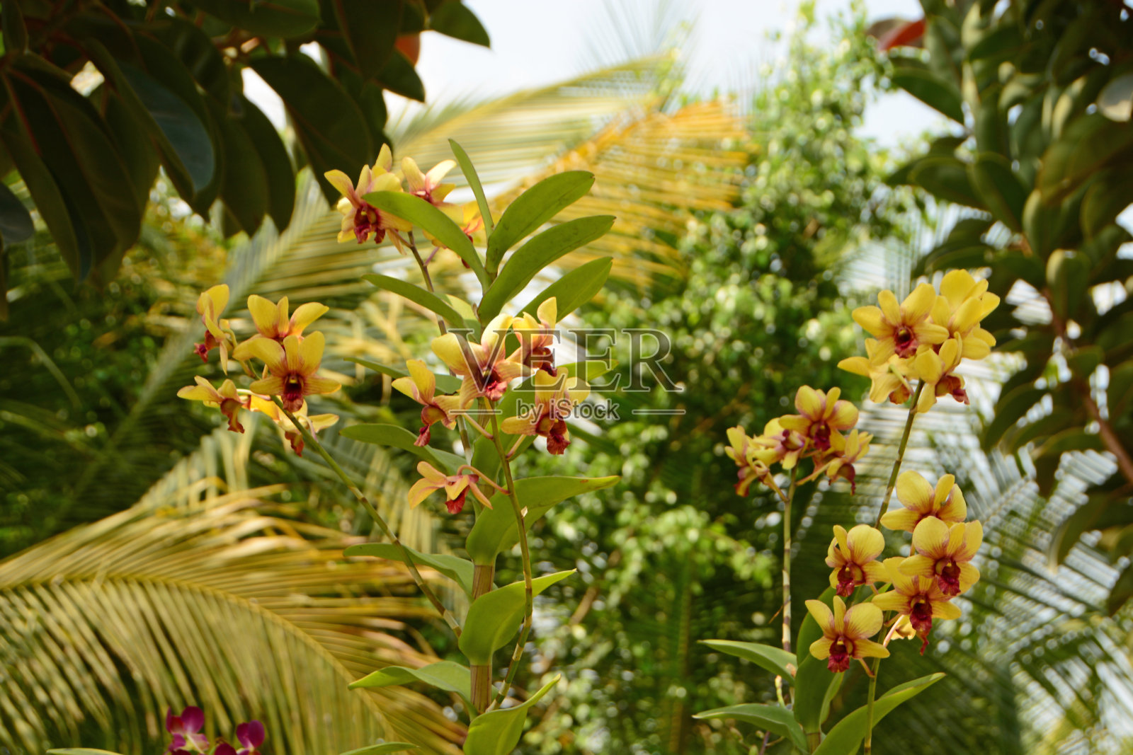 Dendroboum Orchidee照片摄影图片