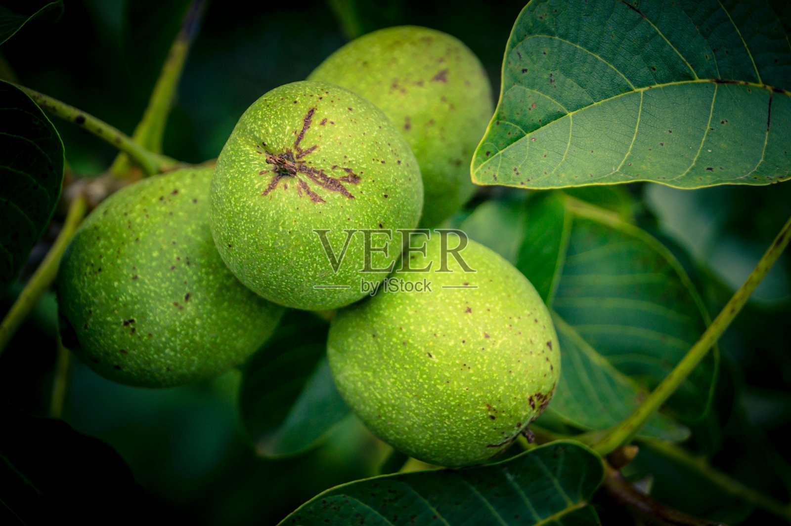 Walnuss照片摄影图片