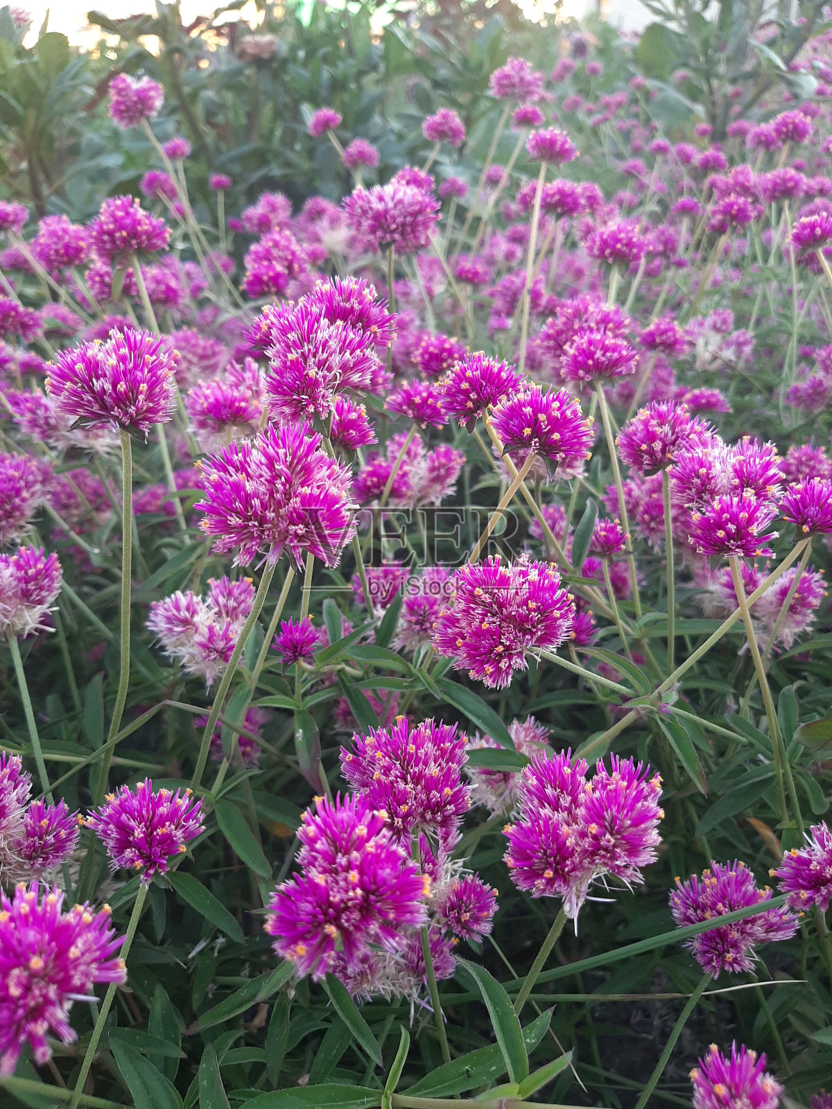 美丽的花朵照片摄影图片