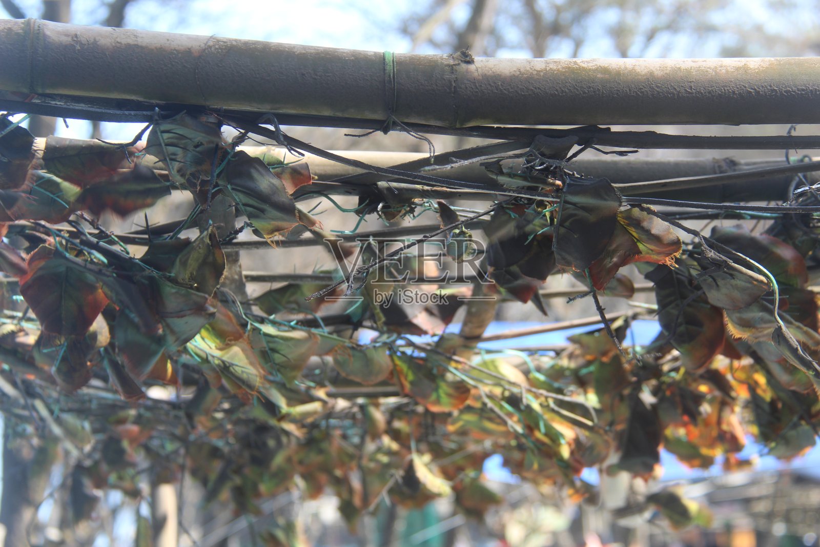 近距离拍摄茂密的枝叶照片摄影图片