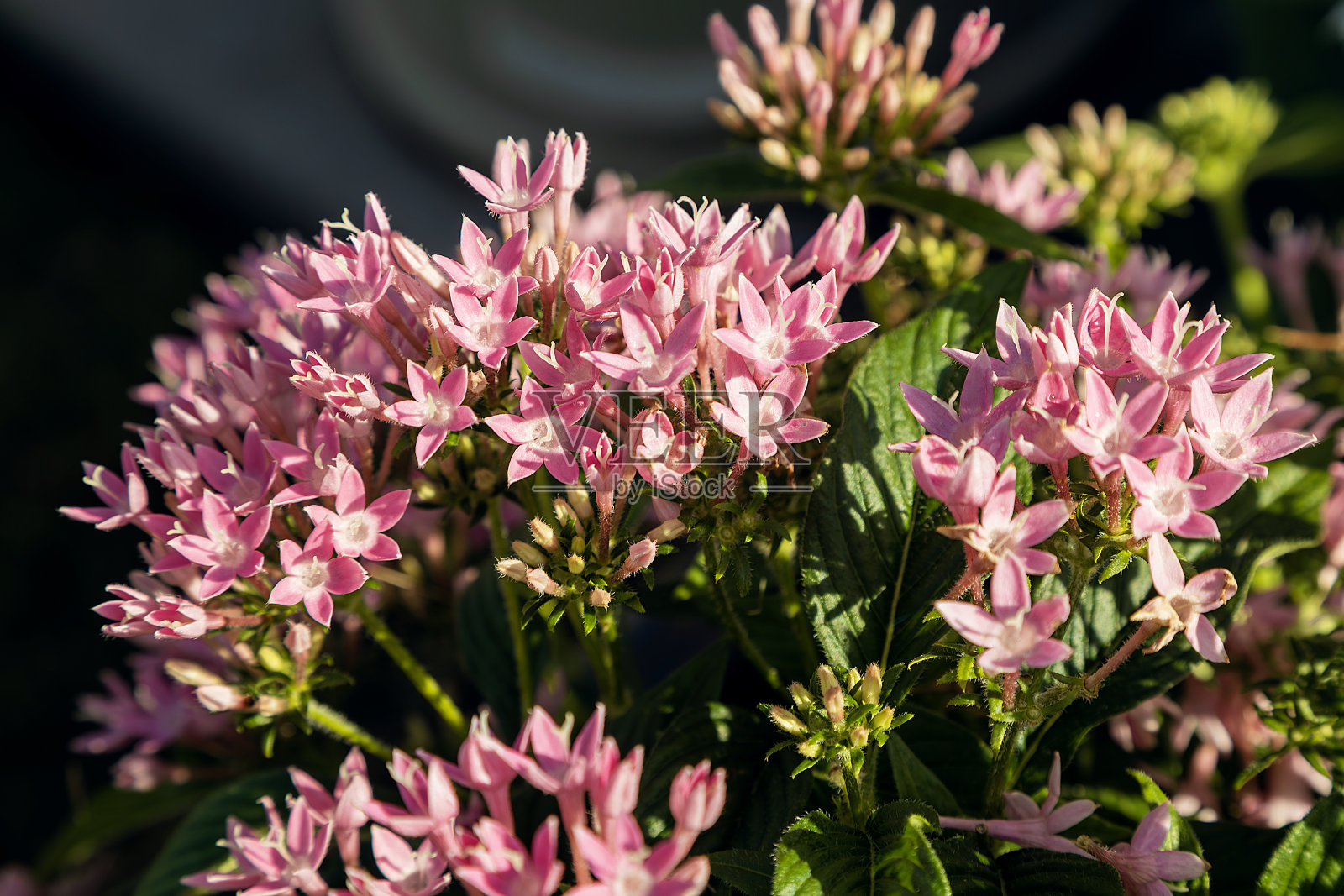 五照片摄影图片