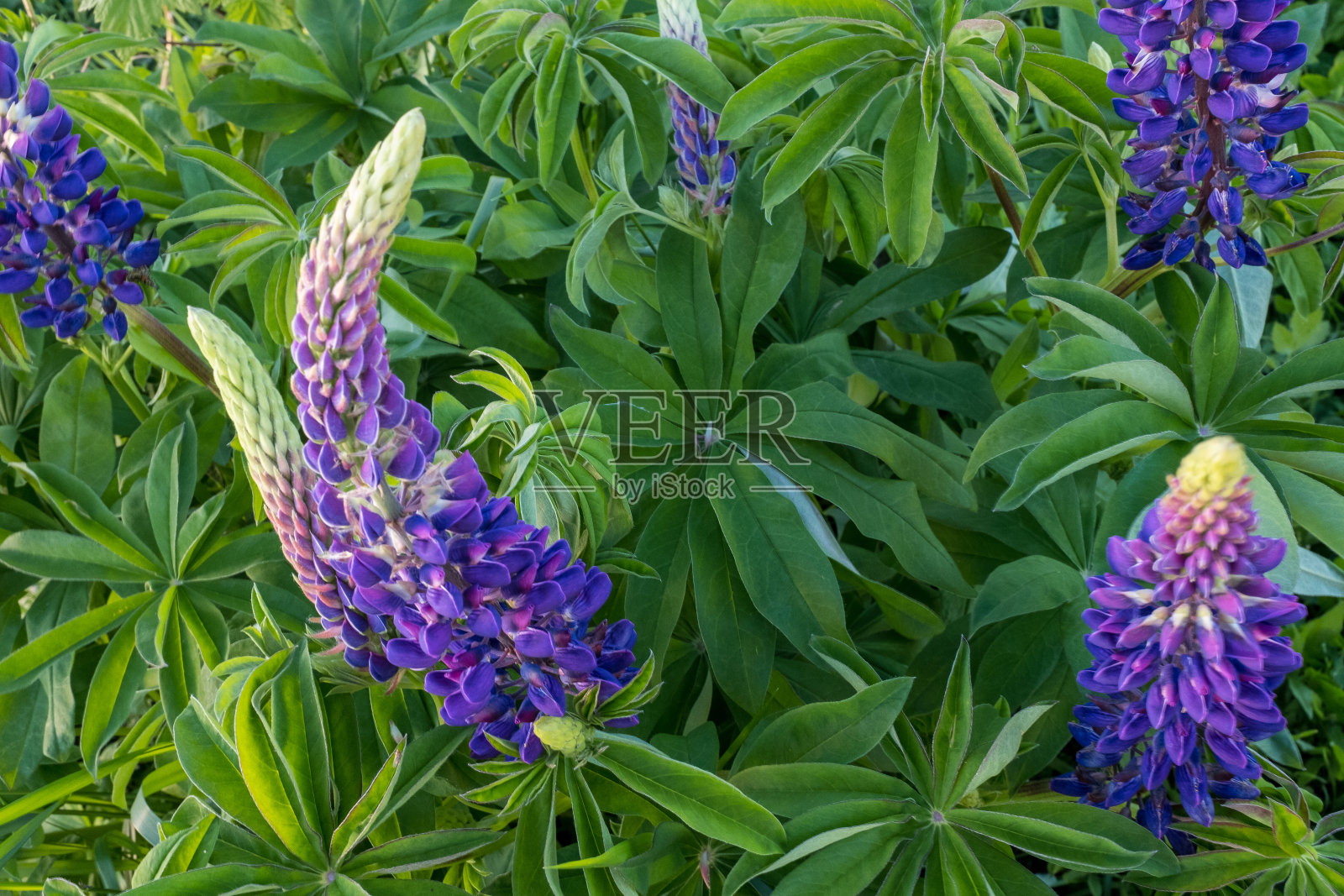 带丁香芽的露阴灌木，特写。紫色羽扇豆用于出版，设计，海报，日历，帖子，屏幕保护程序，壁纸，明信片，横幅，封面，网站。高质量照片照片摄影图片