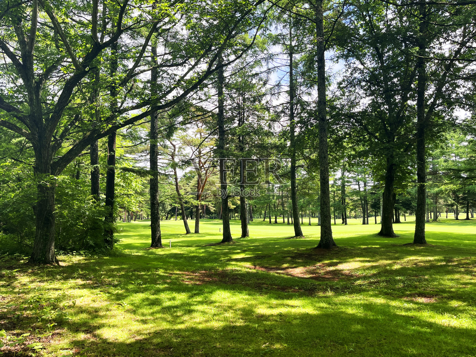 高尔夫球场照片摄影图片