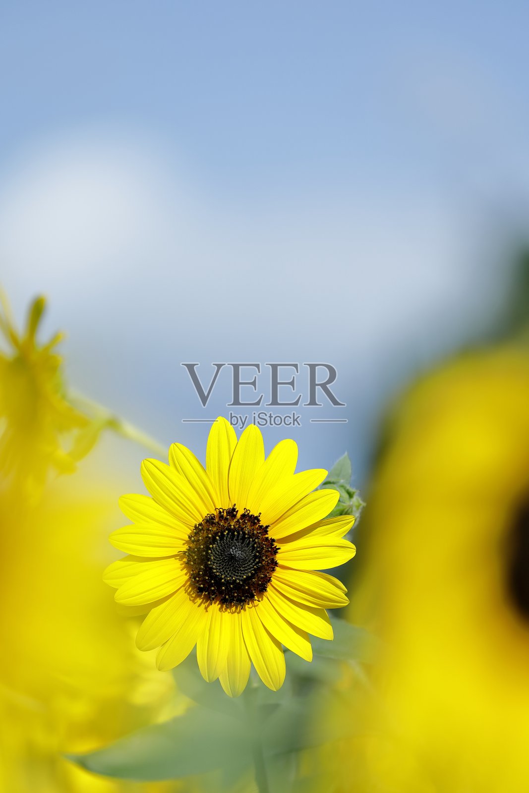 仲夏的向日葵盛开照片摄影图片