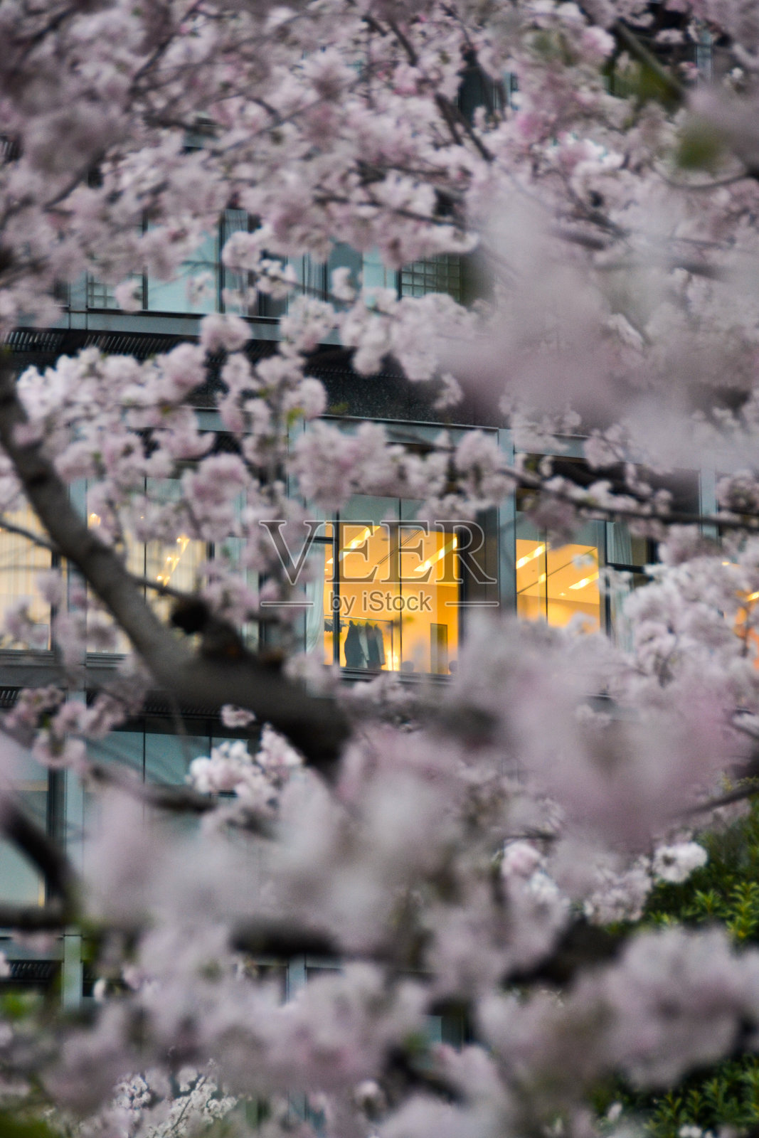 被樱花包围的明亮窗户照片摄影图片
