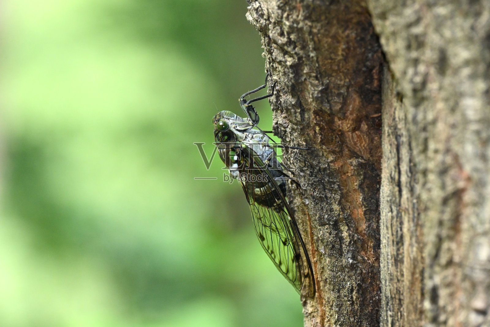 蝉在树上鸣叫照片摄影图片