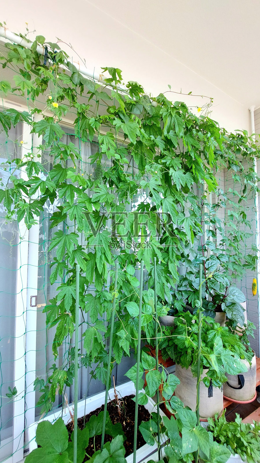 我们家的苦瓜绿幕照片摄影图片