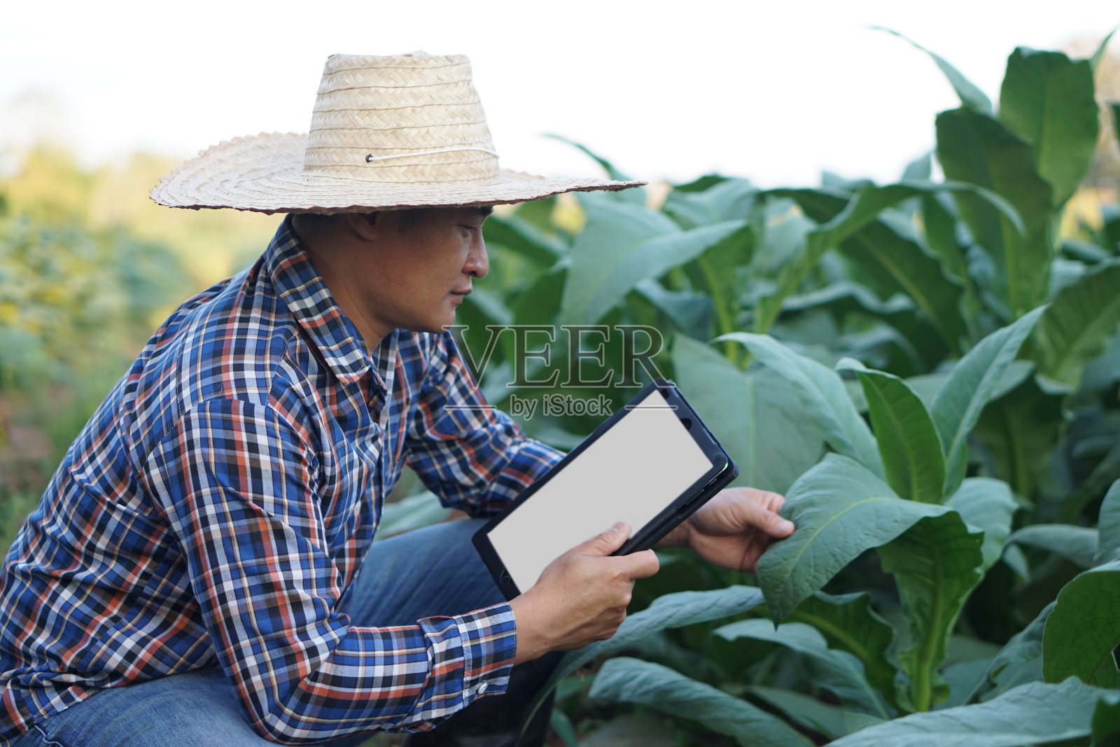 亚洲男园丁正在检查烟草园植物的生长和病害。理念:农业研究，农作物品质开发。生长后要小心。泰国的烟草种植园。照片摄影图片