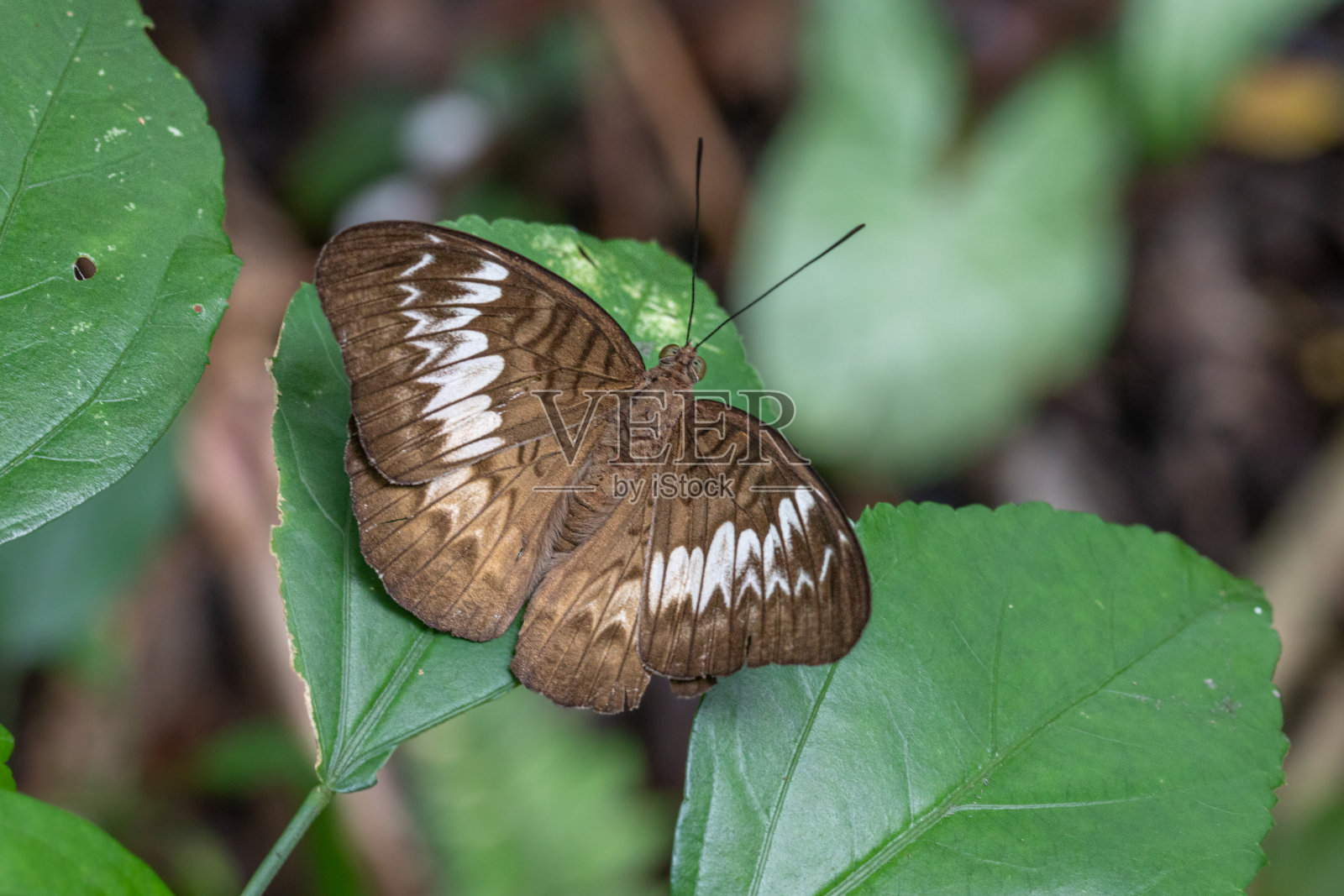 马来子爵蝴蝶(Tanaecia pelea)。照片摄影图片