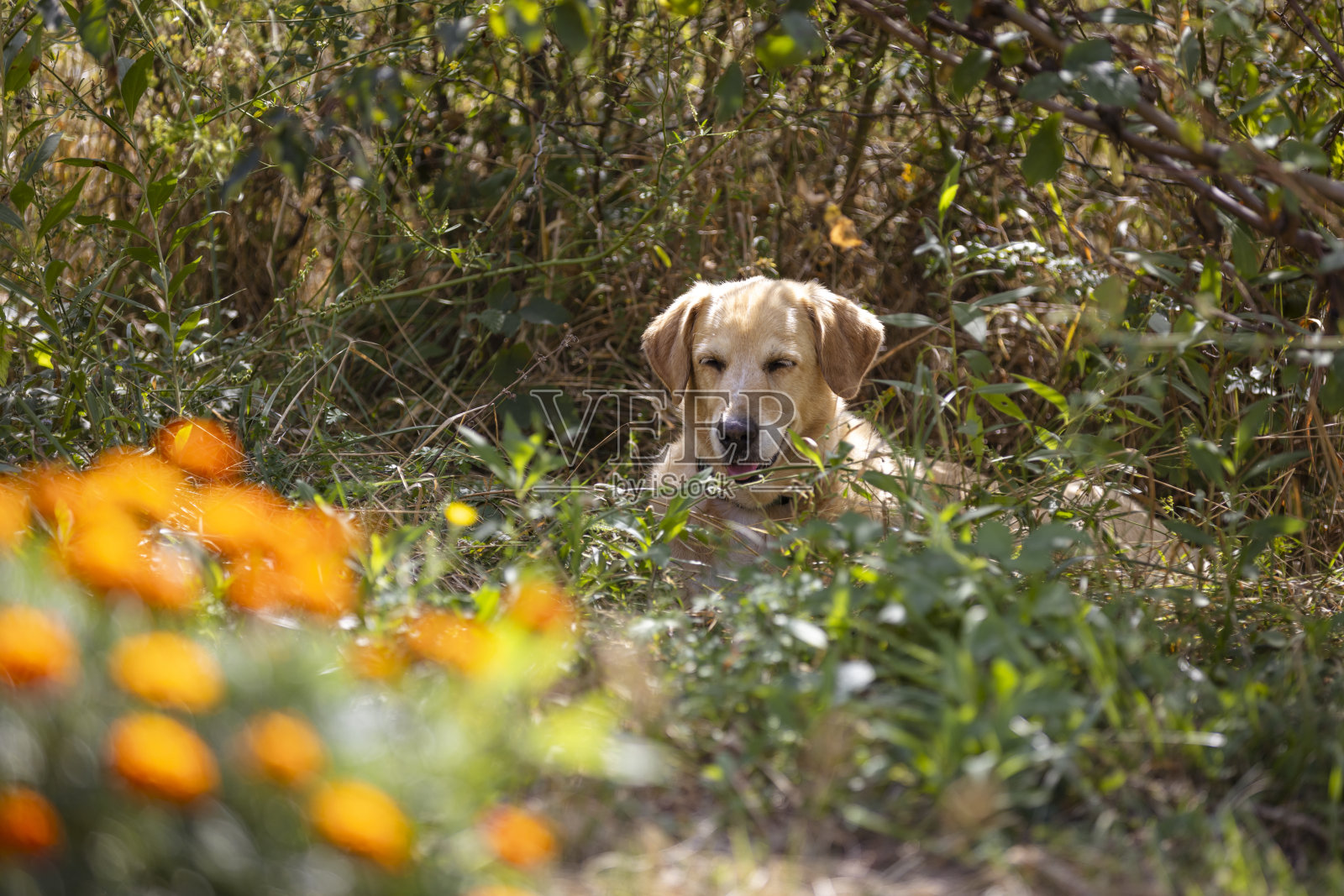 金毛猎犬躺在草地上。照片摄影图片