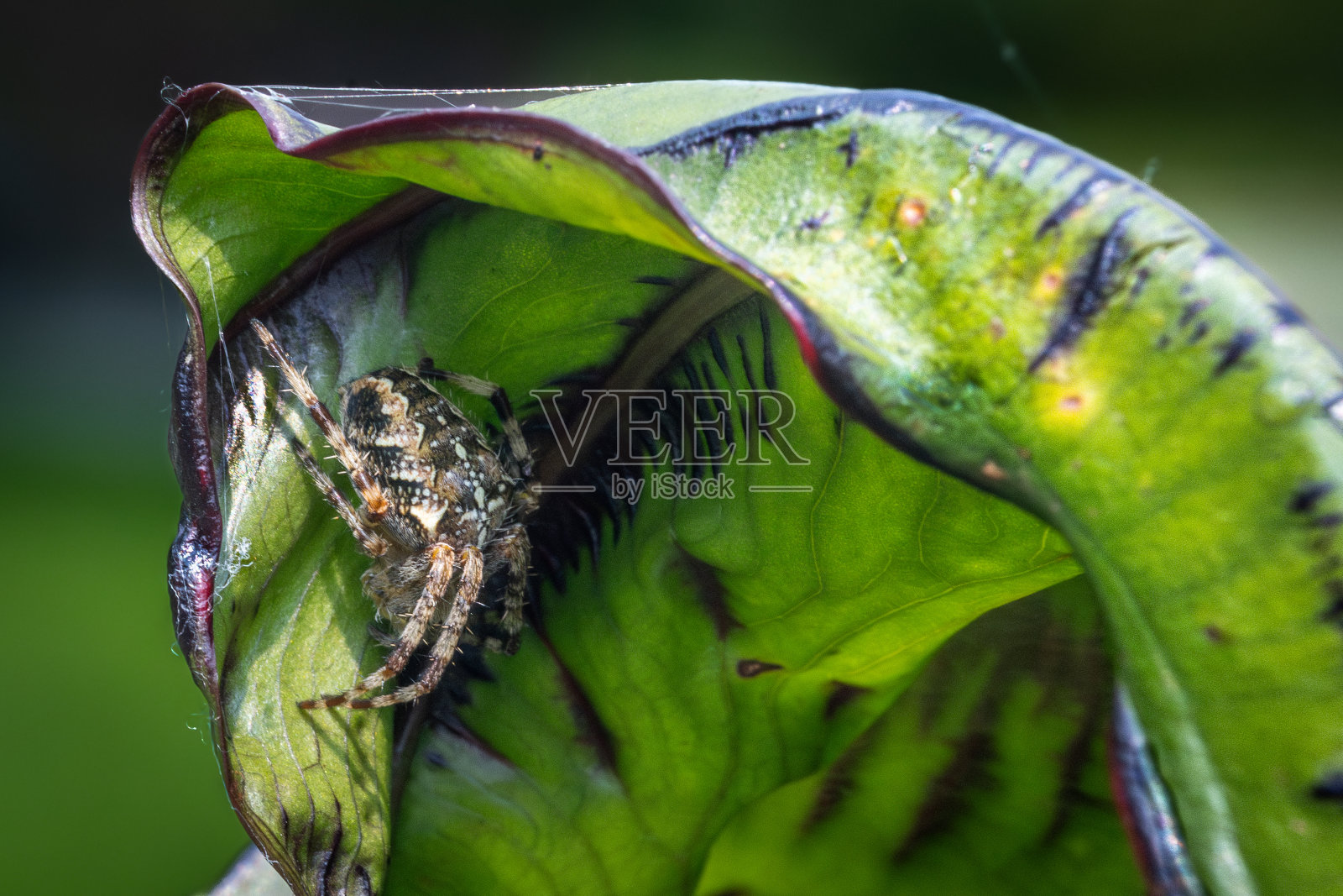 欧洲花园蜘蛛，交叉编织者，冠蜘蛛，(Araneus Diadematus)， Épeire diad<e:1>照片摄影图片