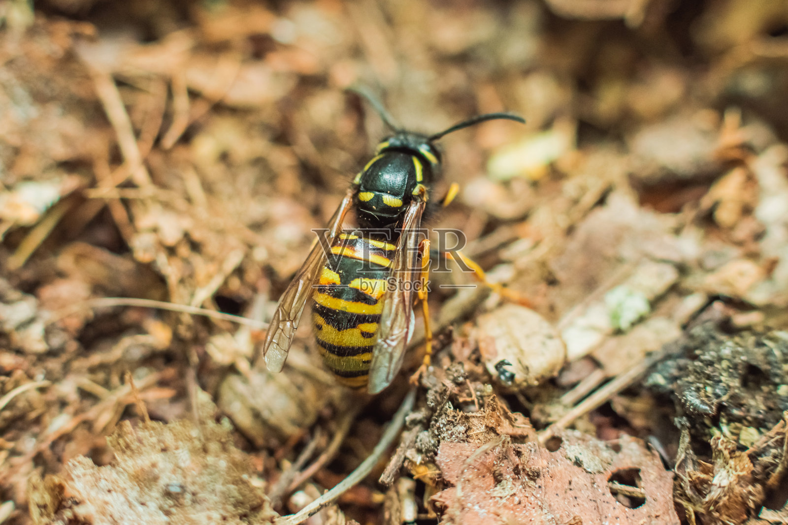 大黄蜂照片摄影图片