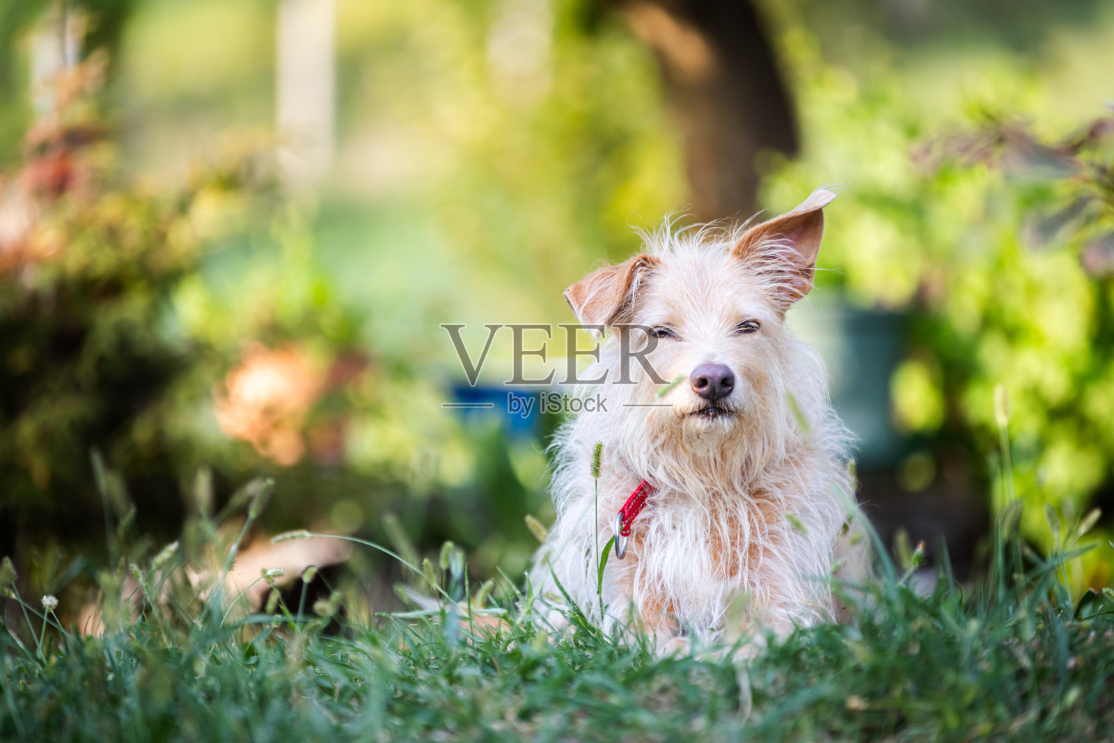 家狗站在屋前。照片摄影图片