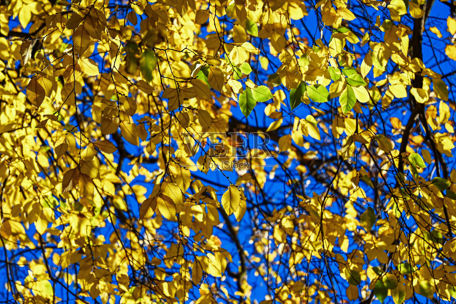 秋天的树照片摄影图片