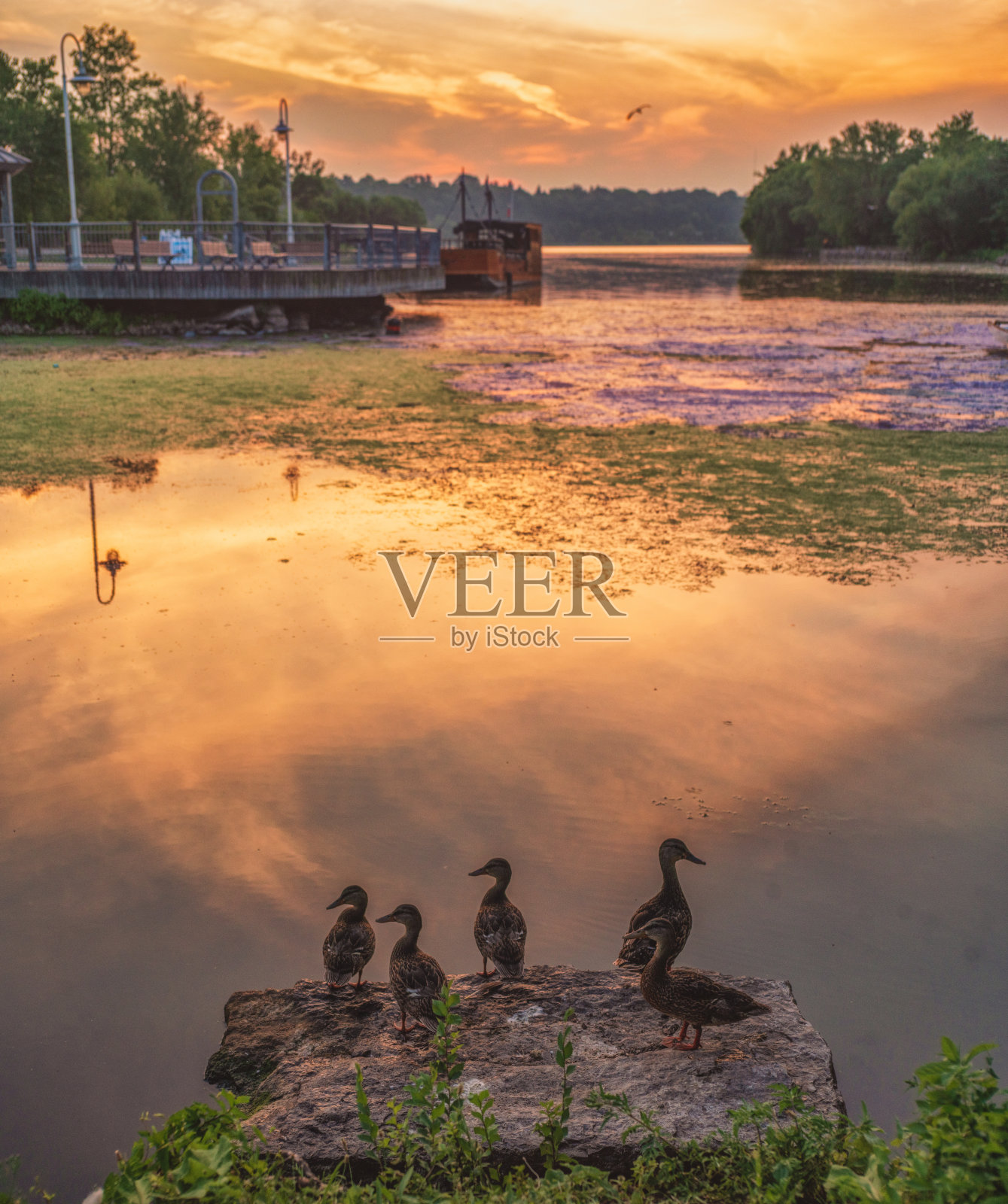 汉密尔顿，安大略-海湾-日落时的鹅宝宝照片摄影图片