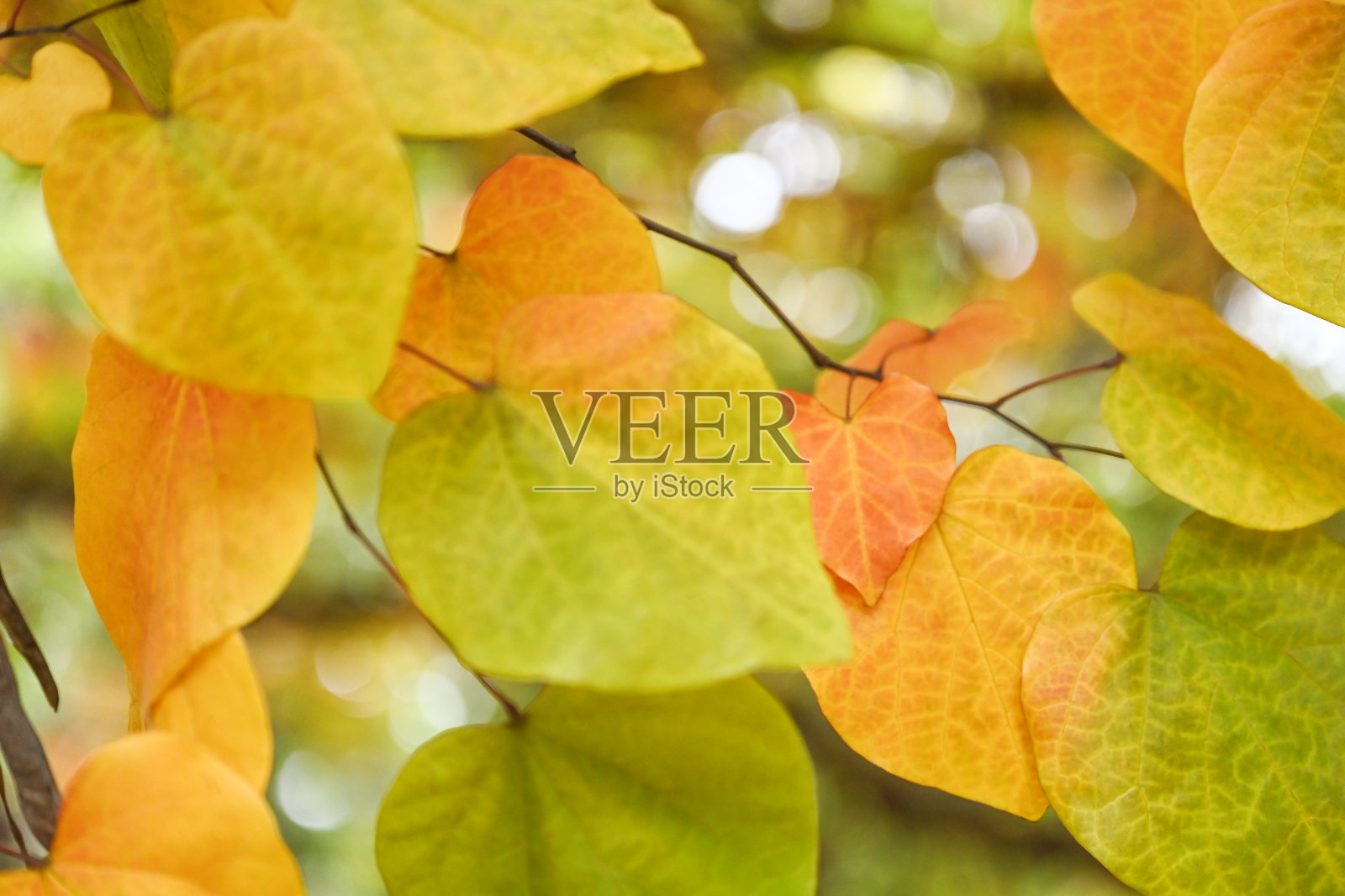 秋彩树照片摄影图片