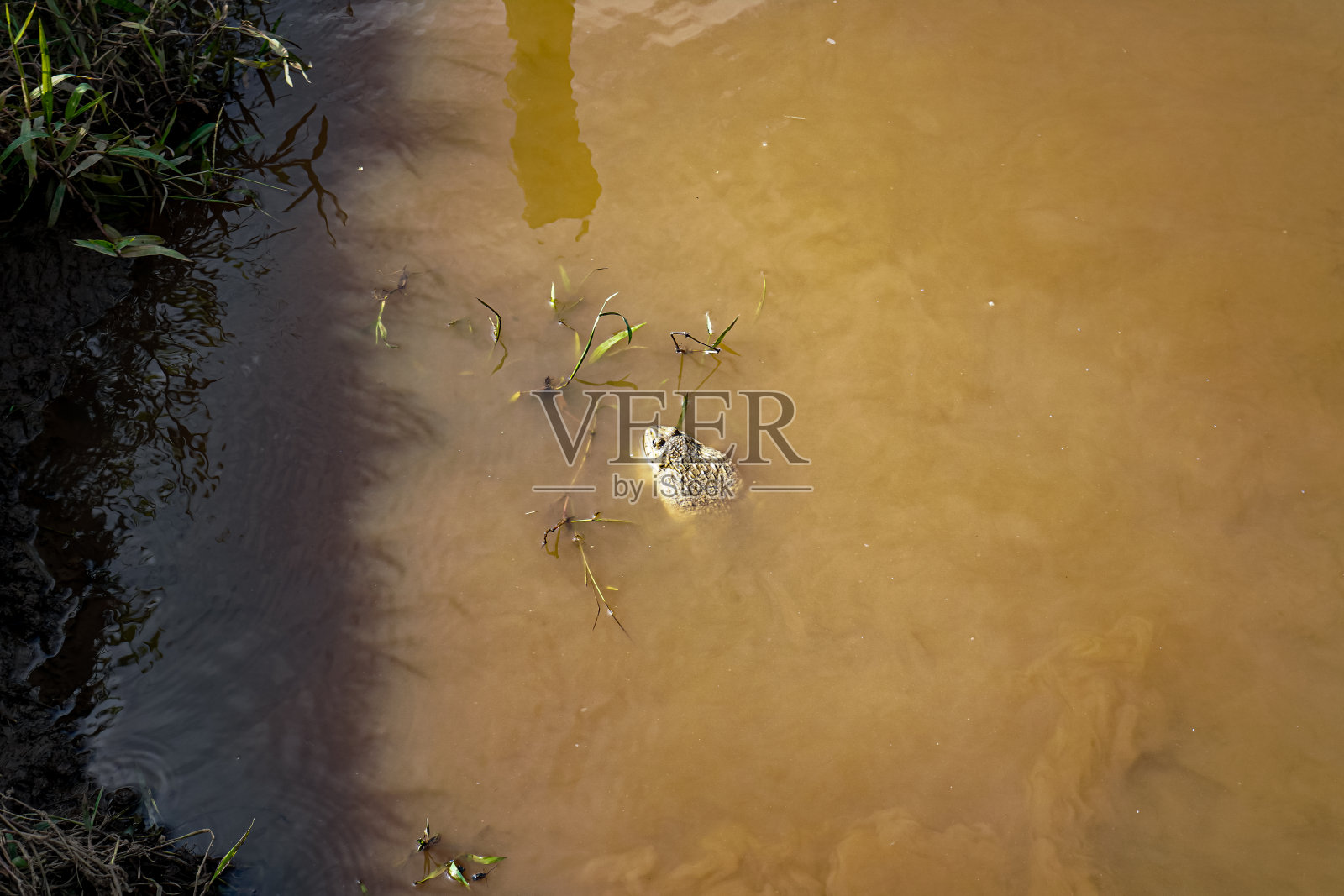 泰国清迈，一只青蛙被以可持续的方式释放后，漂浮在河岸上。照片摄影图片