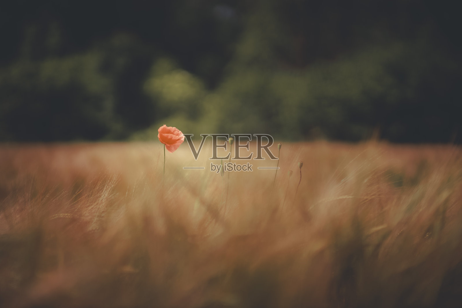 草地上的野花照片摄影图片