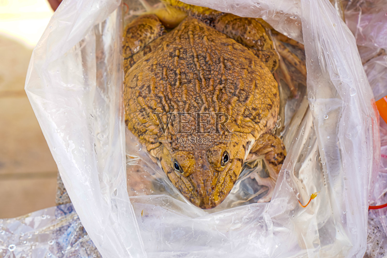 泰国清迈，一只装在塑料袋里的青蛙将以一种可持续的方式被放入平河。照片摄影图片