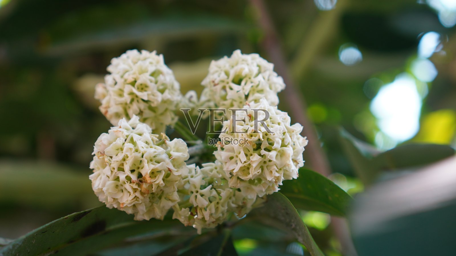 雪桐花盛开照片摄影图片