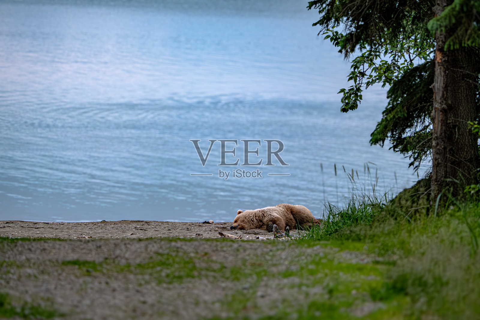 卡特迈国家公园里的熊照片摄影图片