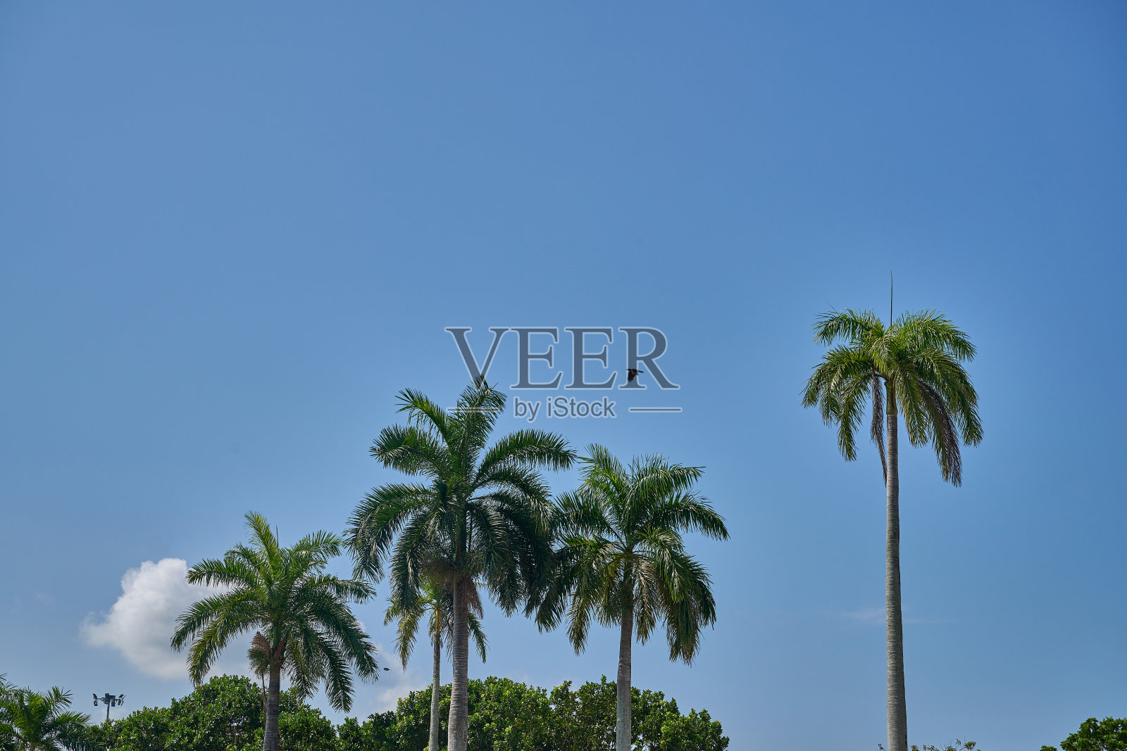 五棵高耸的槟榔树挺立在晴朗的蓝天下照片摄影图片