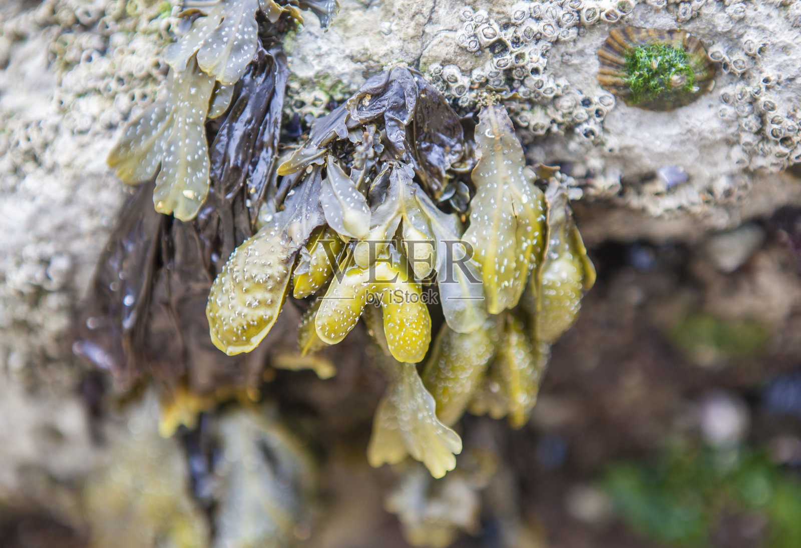 海带或墨角藻照片摄影图片