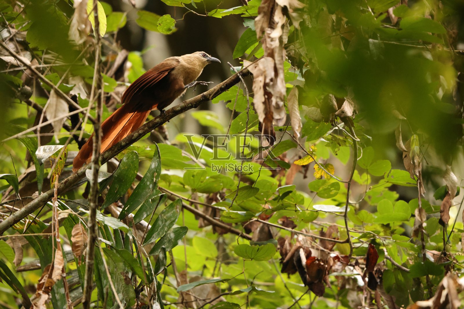 印度尼西亚苏拉威西岛Tangkoko国家公园里的湾蛤(Centropus celebensis)照片摄影图片