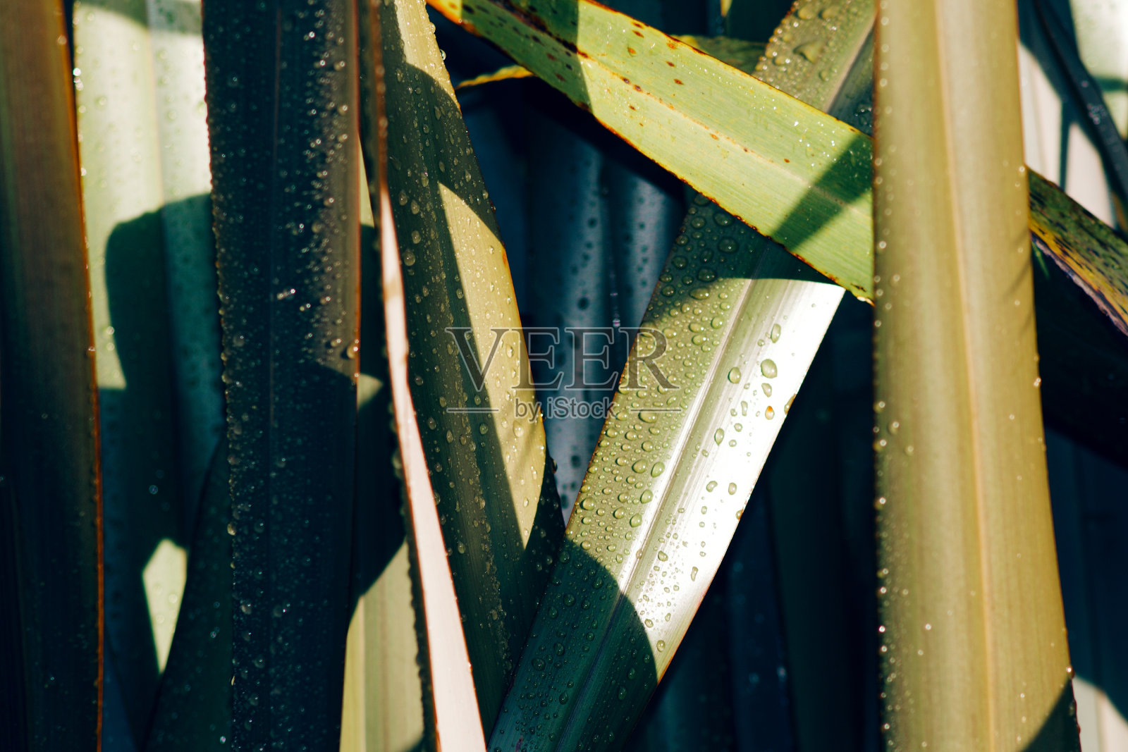 新西兰亚麻叶照片摄影图片