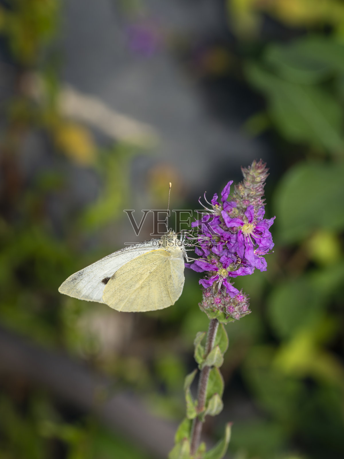 夏天蝴蝶在花上照片摄影图片