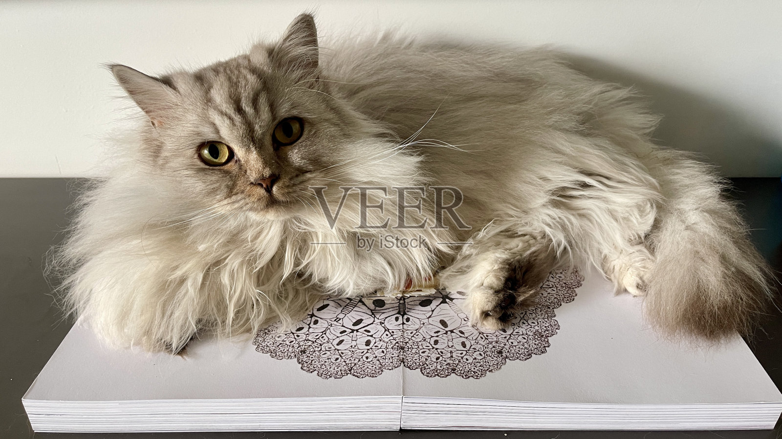书上的英国长毛猫照片摄影图片