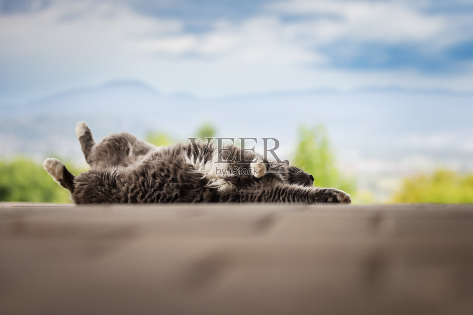 家猫在外面玩。照片摄影图片