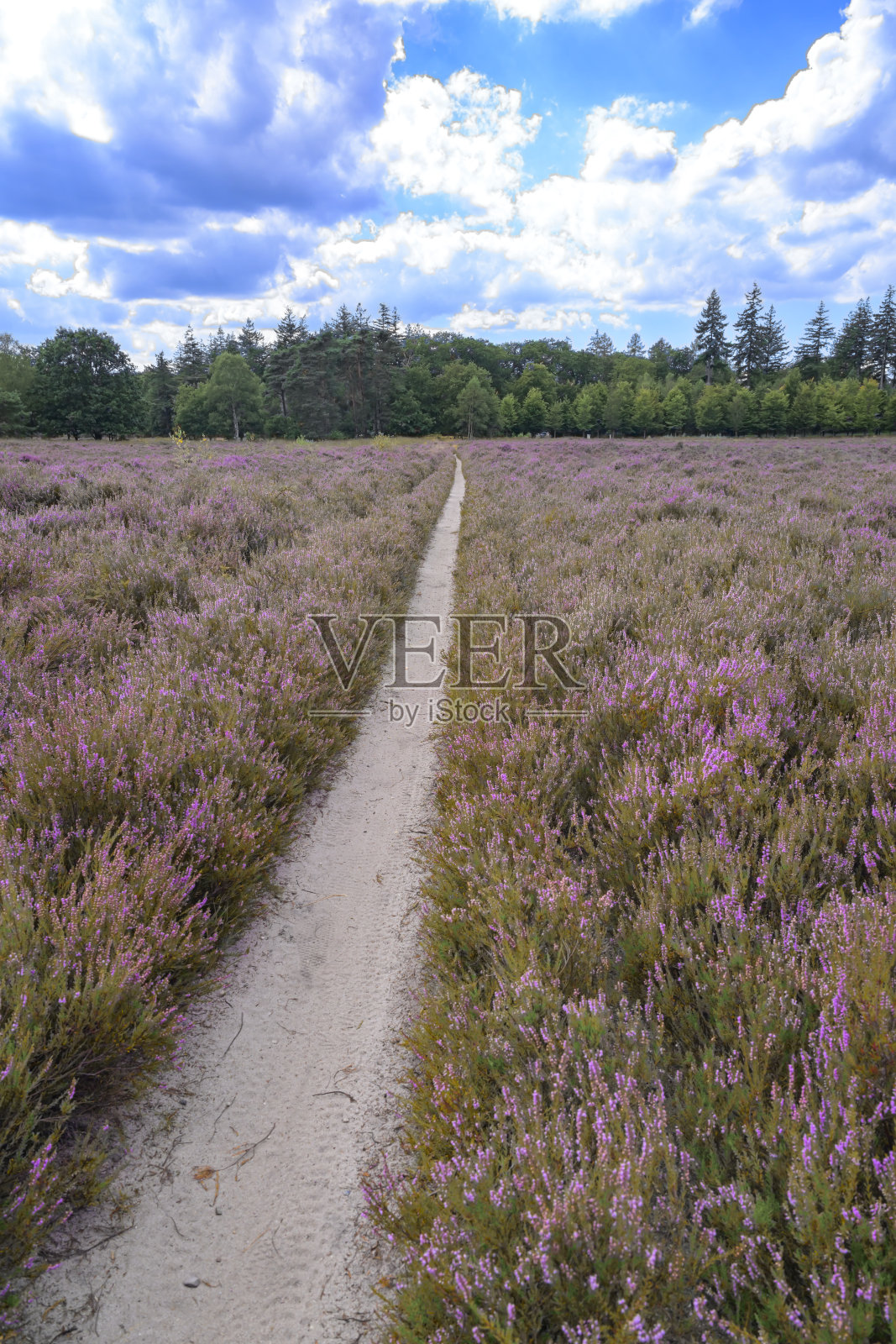 夏季希思兰风景中的小路照片摄影图片