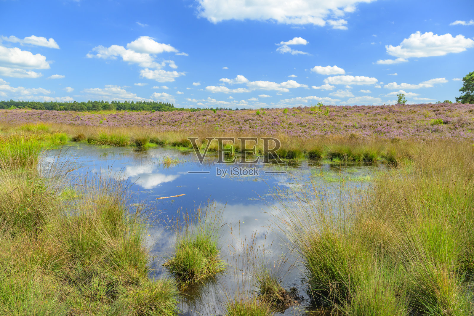 盛开的石南植物在希思兰景观在夏季照片摄影图片